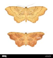 Attēlu rezultāti vaicājumam “Idaea emarginata”