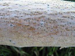 Attēlu rezultāti vaicājumam “Symphytocarpus trechisporus spores”