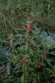 Attēlu rezultāti vaicājumam “Impatiens parviflora fruit”