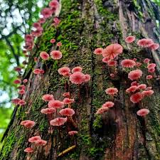 Attēlu rezultāti vaicājumam “Marasmius sp.”
