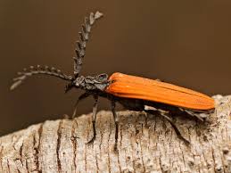 Attēlu rezultāti vaicājumam “Lycidae”