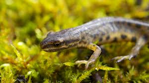 Attēlu rezultāti vaicājumam “Triturus vulgaris female”