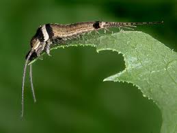 Attēlu rezultāti vaicājumam “Machilidae”