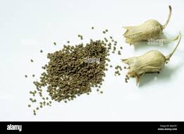 Attēlu rezultāti vaicājumam “Hyoscyamus niger fruit”