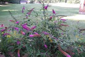 Image result for Buddleja davidii
