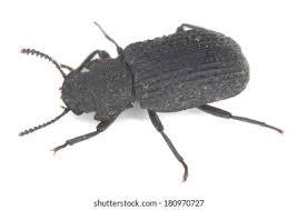 Attēlu rezultāti vaicājumam “Bolitophagus reticulatus imago”