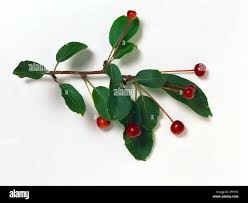 Attēlu rezultāti vaicājumam “Malus baccata fruit”