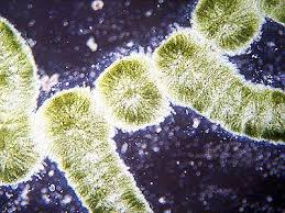 Attēlu rezultāti vaicājumam “Batrachospermum moniliforme”