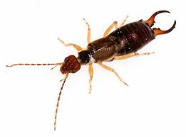 Attēlu rezultāti vaicājumam “Forficula auricularia male”