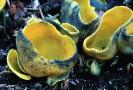 Attēlu rezultāti vaicājumam “Caloscypha fulgens”