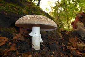 Attēlu rezultāti vaicājumam “Amanita excelsa”