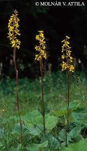 Attēlu rezultāti vaicājumam “Ligularia sibirica flower”