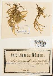 Attēlu rezultāti vaicājumam “Brachythecium salebrosum”