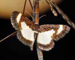 Attēlu rezultāti vaicājumam “Eulithis sp.”