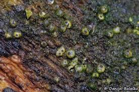 Attēlu rezultāti vaicājumam “Lasiosphaeria ovina spores”