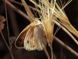 Attēlu rezultāti vaicājumam “Coenonympha pamphilus underside”