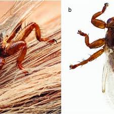 Attēlu rezultāti vaicājumam “Lipoptena cervi”
