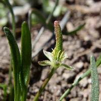 Attēlu rezultāti vaicājumam “Myosurus minimus flower”