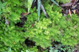 Attēlu rezultāti vaicājumam “Anomodon longifolius”