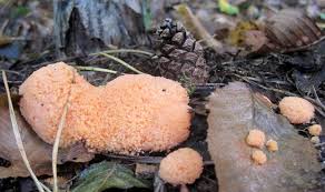 Attēlu rezultāti vaicājumam “Tubiferaceae”