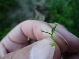 Attēlu rezultāti vaicājumam “Galium triflorum fruit”