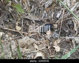 Attēlu rezultāti vaicājumam “Silpha obscura larva”