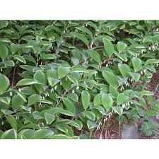 Attēlu rezultāti vaicājumam “Polygonatum odoratum leaf”