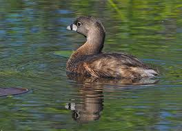 Image result for Podilymbus podiceps
