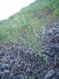 Attēlu rezultāti vaicājumam “Melilotus wolgicus flower”
