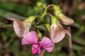 Attēlu rezultāti vaicājumam “Lathyrus sylvestris bud”