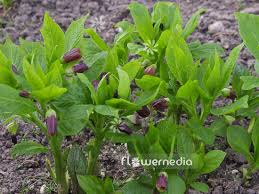 Attēlu rezultāti vaicājumam “Scopolia carniolica flower”