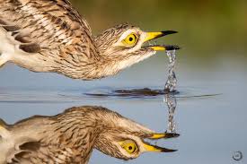 Image result for Burhinus oedicnemus