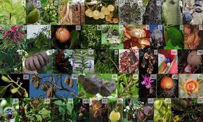 Attēlu rezultāti vaicājumam “Rhynchospora alba fruit”