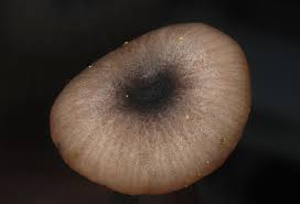 Attēlu rezultāti vaicājumam “Colloderma robustum macro”