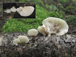 Attēlu rezultāti vaicājumam “Antrodiella faginea”