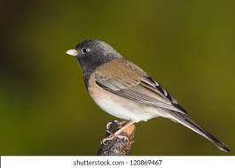 Image result for Junco hyemalis