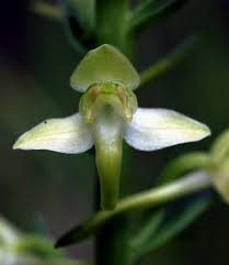 Attēlu rezultāti vaicājumam “Platanthera chlorantha”