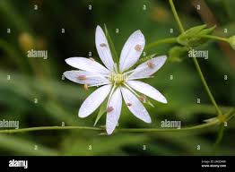 Attēlu rezultāti vaicājumam “Stellaria graminea flower”
