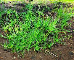 Attēlu rezultāti vaicājumam “Spergula arvensis”