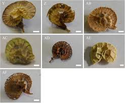 Attēlu rezultāti vaicājumam “Onobrychis arenaria fruit”