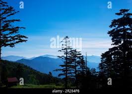 Attēlu rezultāti vaicājumam “Abies mariesii”