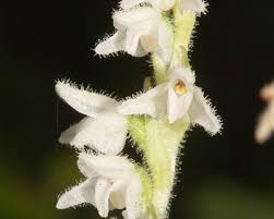 Attēlu rezultāti vaicājumam “Goodyera repens bud”