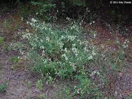 Attēlu rezultāti vaicājumam “Silene vulgaris flower”