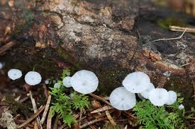 Attēlu rezultāti vaicājumam “Badhamia lilacina”