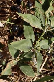 Attēlu rezultāti vaicājumam “Galium rivale fruit”