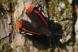 Attēlu rezultāti vaicājumam “Vanessa atalanta”