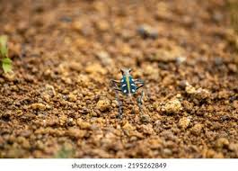 Attēlu rezultāti vaicājumam “Cicindela sylvatica imago”