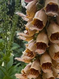 Image result for Digitalis ferruginea