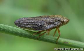 Attēlu rezultāti vaicājumam “Aphrophora salicina”