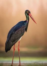 Attēlu rezultāti vaicājumam “Ciconia nigra adult”